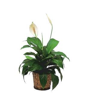 Lirio de la Paz (Spathiphyllum) Pequeño