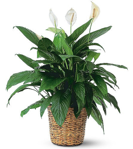 Lirio de la Paz (Spathiphyllum) Grande