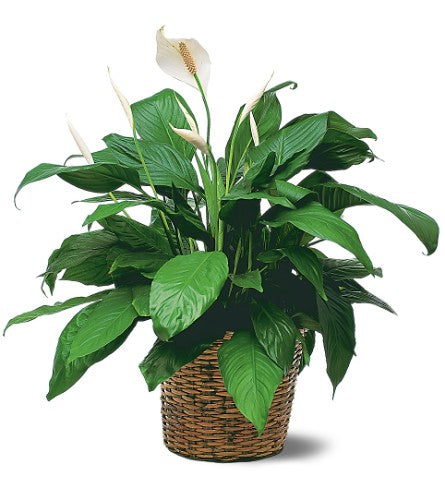 Lirio de la Paz (Spathiphyllum) Medio