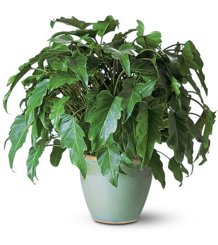 Xanadu Philodendron