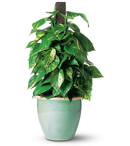 Pothos Ivy on Pole