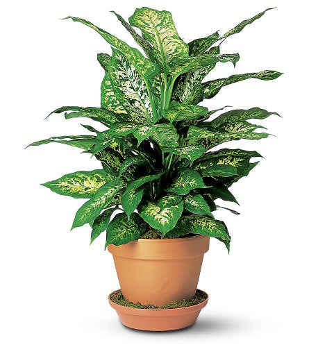 Dieffenbachia