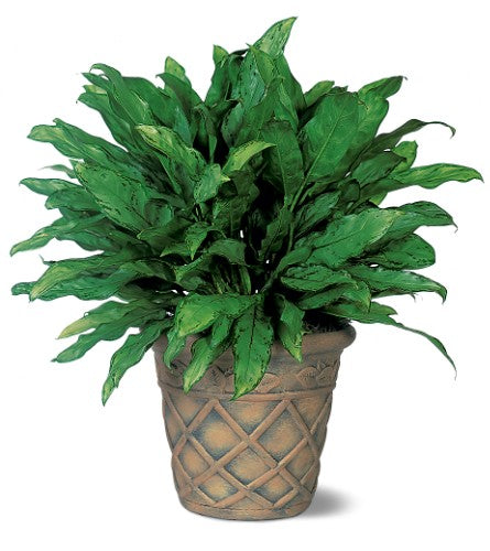Aglaonema - Árbol de hoja perenne chino