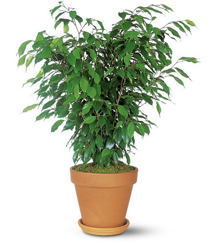 Arbusto de ficus