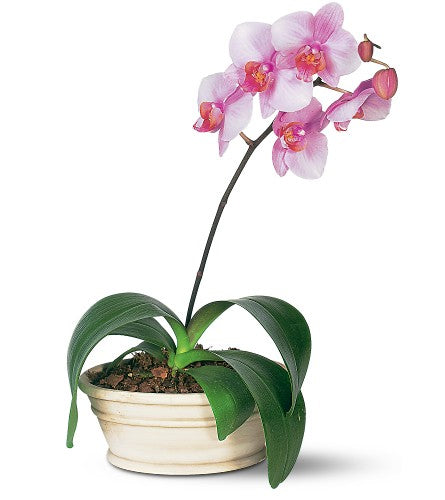 Orquídea Phalaenopsis Lavanda