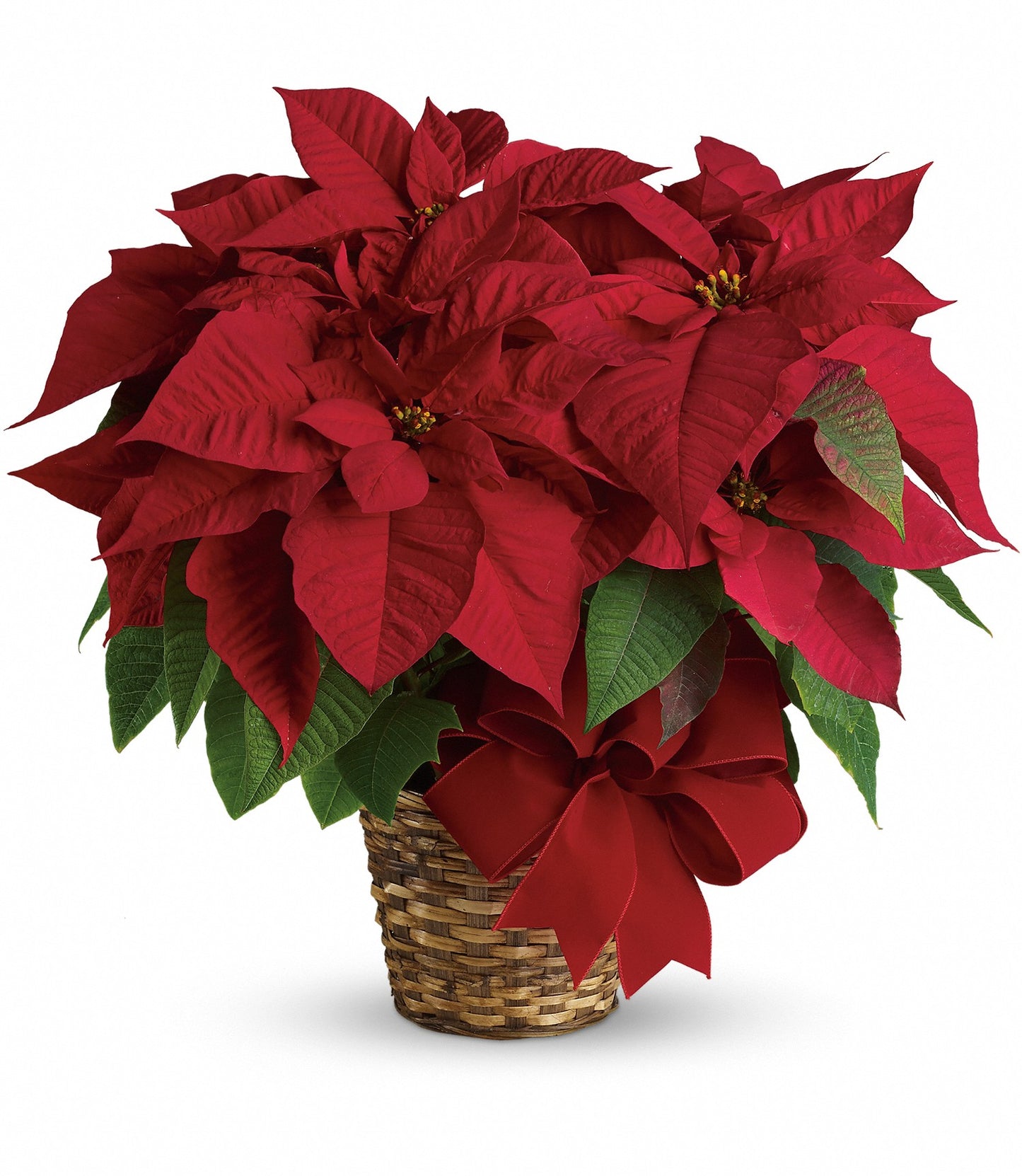 Flor de pascua - Estándar rojo
