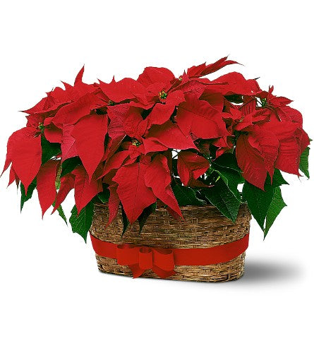 Double Poinsettia Basket