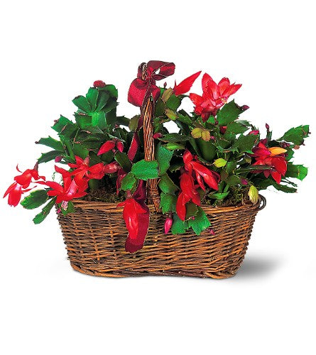 Christmas Cactus