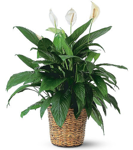 Peace Lily (Spathiphyllum) Large