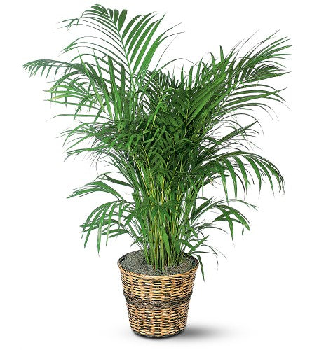 Areca Palm