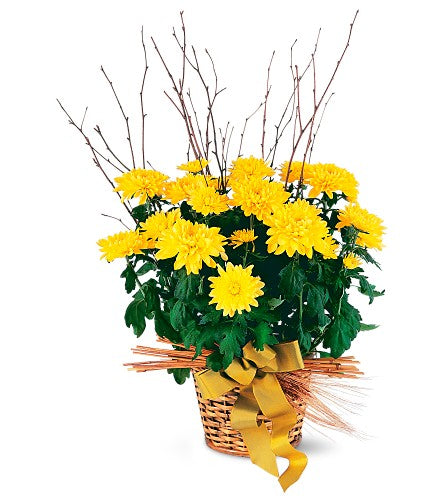 Yellow Chrysanthemum Plant