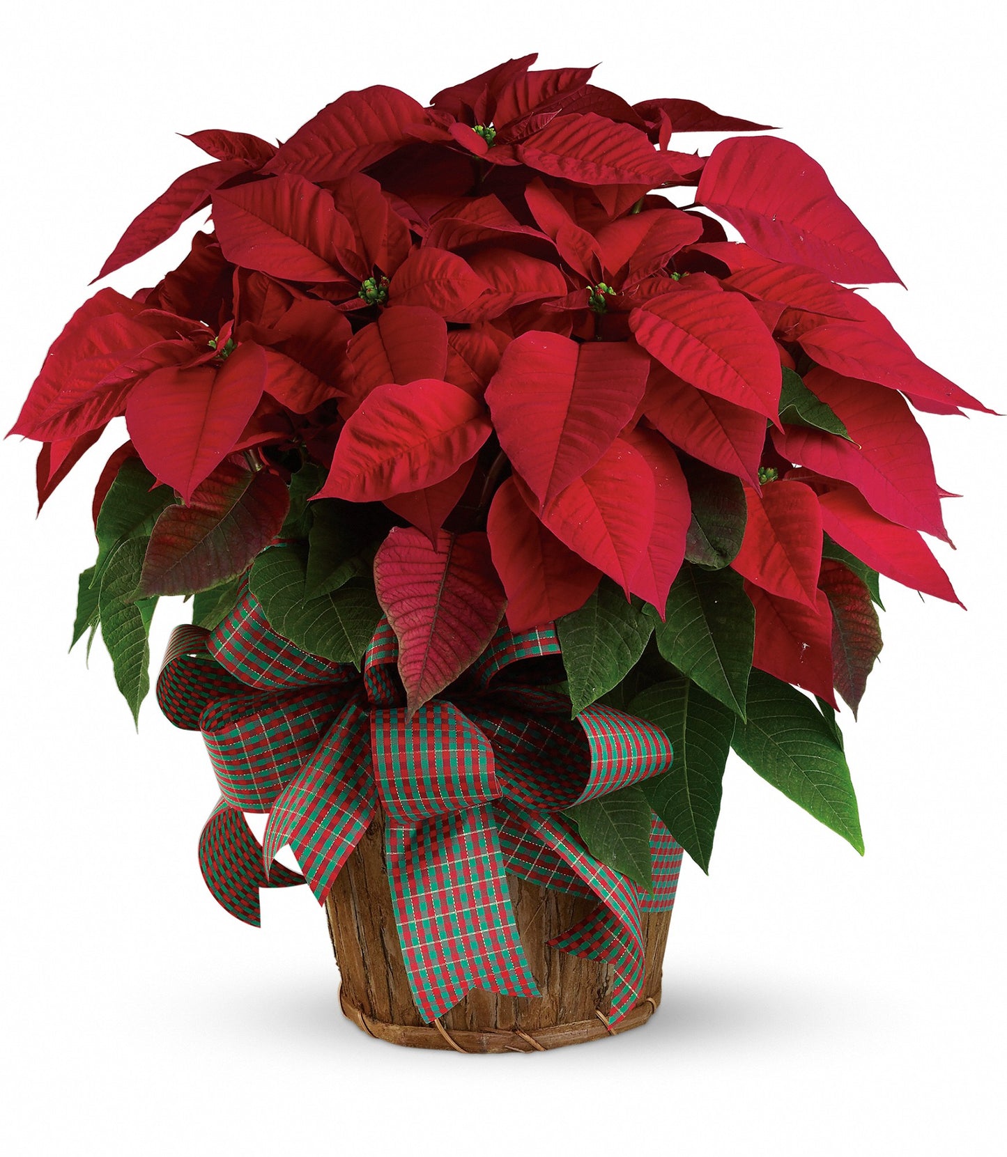 Poinsettia  -Large Red